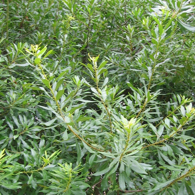<p><span><em><u>Morella cerifera</u></em></span></p>