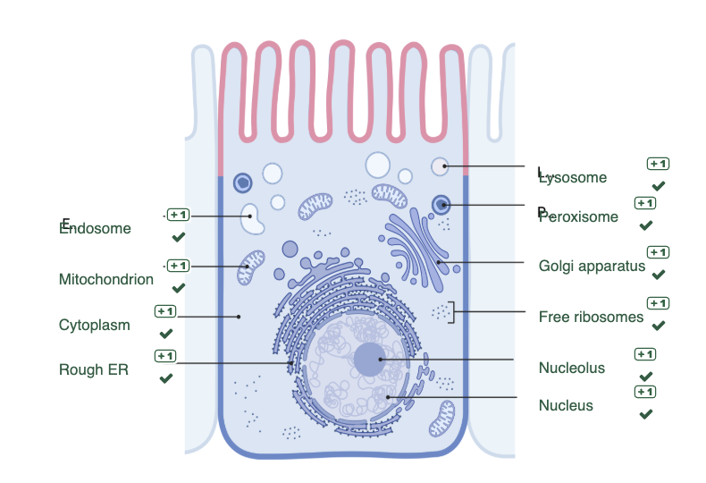 <p>The nucleus of the cell contains the genetic material, is the site of DNA transcription and regulates the functions of the cell. </p><p></p><p>Within the nucleus, the nucleolus is the site of rRNA transcription and processing, and of ribosome assembly. The assembled ribosomes are transported to the cytoplasm. Cytosolic proteins are translated by free ribosomes whereas proteins destined for the cell surface or secretion are translated by ribosomes that form the rough ER. Further protein modification occurs in the golgi apparatus. </p><p></p><p>Cytosolic proteins are tagged and degraded in the proteosome. The lysosome contains enzymes that can degrade macromolecules including proteins, sugars, nucleic acids, and lipids, and the peroxisome contains oxidative enzymes that can break down long-chain fatty acids. </p><p></p><p>Material from the extracellular environment is transported by endosomes. The structure of the cell is supported by the cytoskeleton which also plays a role in intracellular transport. The cellular organelles and cell are surrounded by membrane composed of lipid bilayers. The integrity of the inner and outer lipid membranes of the mitochondria is essential to their role in energy generation and the induction of apoptosis. The lipid bilayer of the plasma membrane is asymmetric and composed of phospholipids, cholesterol, and proteins. </p>