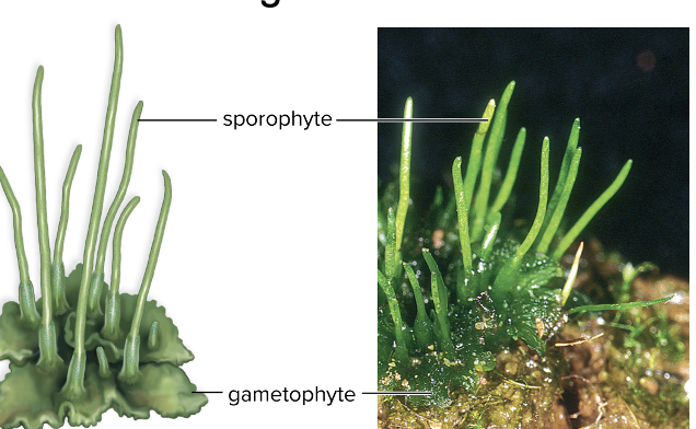 <ul><li><p>mostly found in moist and shadey areas</p></li><li><p>photosynthesize with <span>small sporophytes - only one chloroplast per cell</span></p></li><li><p><span>Have a symbiotic relationship with cyanobacteria, which can pull nitrogen from air</span></p></li><li><p><span>Reproduce asexually through fragmentation → can bypass the alternation of generations life cycle with this method </span></p></li></ul><p></p>