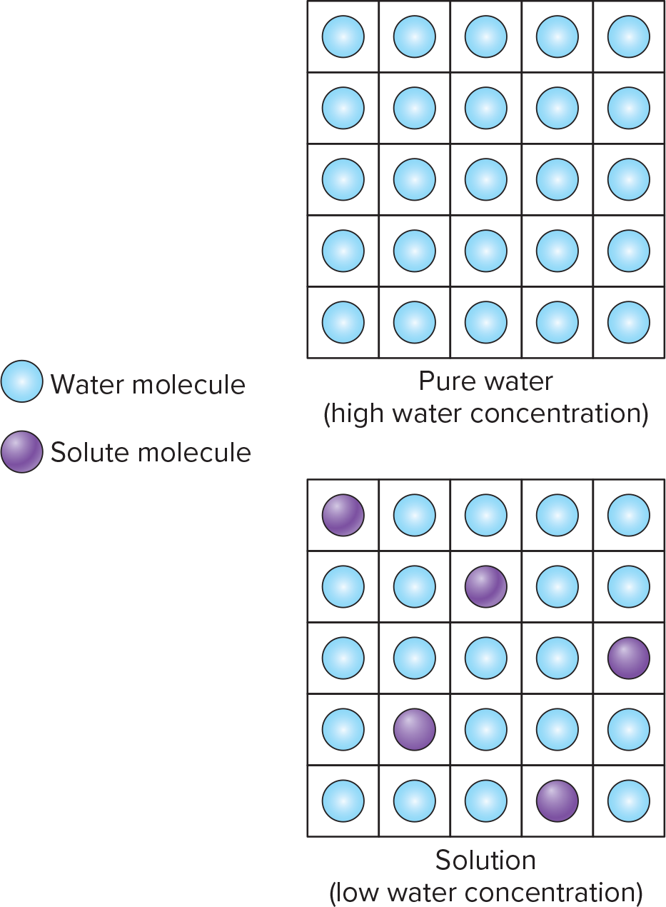 <p><span>Total solute concentration of a solution; measure of water concentration in that the higher the solution osmolarity, the lower the water concentration</span></p>