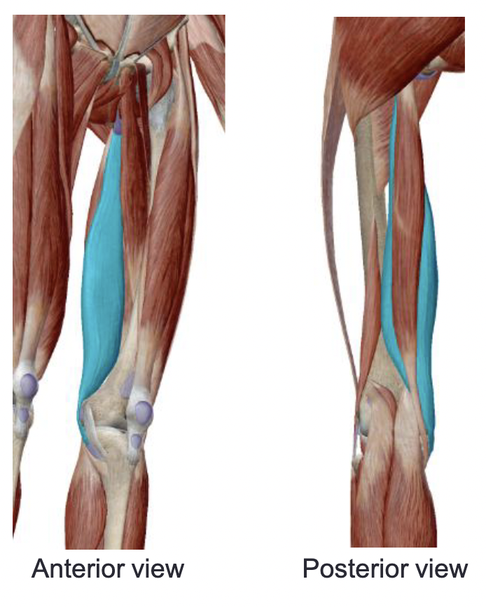 <p>What is the muscle name, its origin, its insertion, its action, and its innervation?</p>