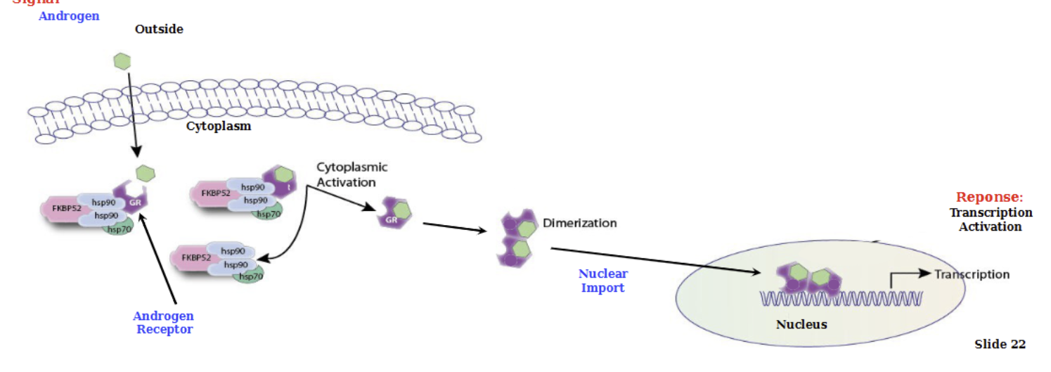 <p>Signal = androgen diffuses across plasma membrane into cytoplasm</p><p>Androgen binds to an androgen receptor. This complex dissociates and dimerizes, allowing nuclear transport</p><p>Dimer binds to DNA and activates transcription</p>