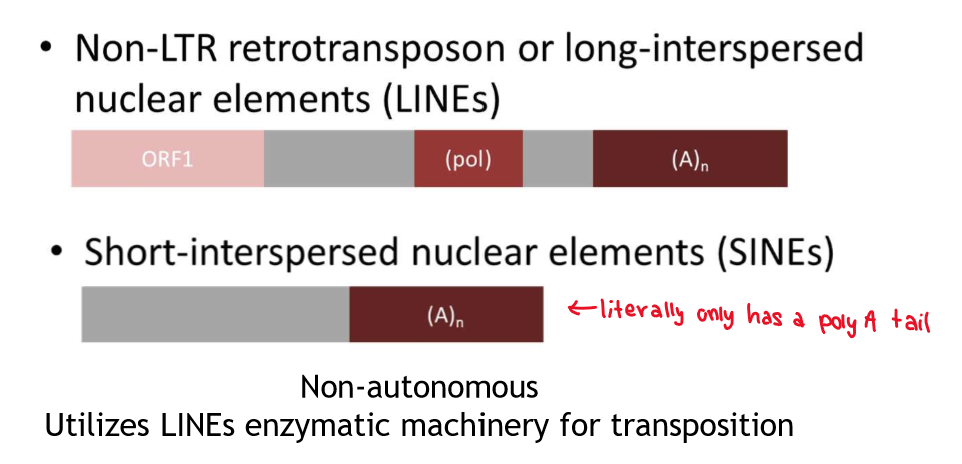 <p>SINEs are non-autonomous and utilizes LINEs enzymatic machinery for transposition</p>
