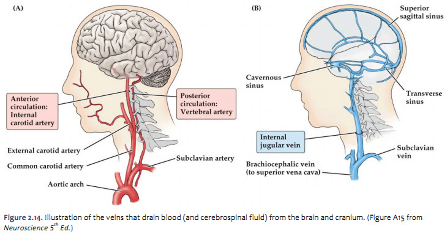 <ul><li><p><strong>Oxygenated (arterial) blood</strong> is distributed throughout the brain via arteries in the circle of Willis (shown in red). </p></li><li><p><strong>Deoxygenated (venous) blood</strong> exists the cranium via the internal jugular veins, which drain blood from dural sinuses and vertebral veins (shown in blue).</p></li></ul><p></p>