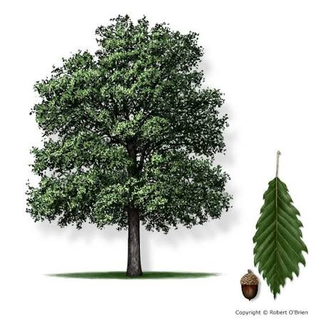 <p>Native to AR</p><p>leaves alternate, simple</p><p>dry to mesic forests</p><p>serrated like a swamp chestnut, more sharp edges and smaller leaves</p><p>lack hairs on leaves</p>