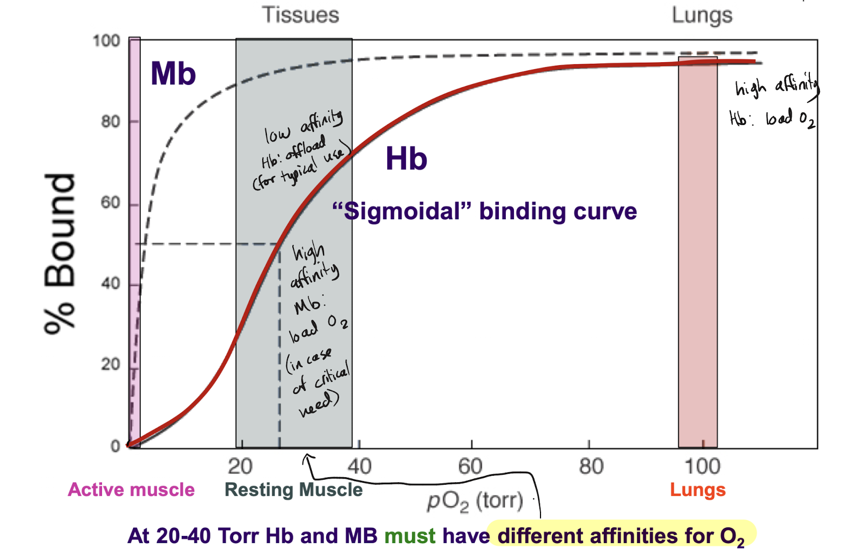 <p>Start of the plot: active muscle (critically low oxygen due to being used during strenuous activity) Myoglobin and hemoglobin offloading oxygen to the muscle → low binding, low affinity state.</p><p>Middle of plot: resting muscle (relative level of oxygen being used during typical metabolistic activities) Myoglobin will load oxygen in case of critical need → high binding, high affinity. Hemoglobin will offload the oxygen needed to perform daily metabolism → low binding, low affinity. At this stage Hb and Mb must have <strong>different affinities</strong> for oxygen in order to fulfill different needs</p><p>End of the plot: lungs (very high oxygen). Myoglobin, though not present in the lungs, would still load oxygen with same affinity as resting muscle. Hemoglobin will load oxygen for daily metabolism → high binding, high affinity state.</p>
