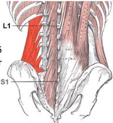 <p>O: iliolumbar ligament + iliac crest</p><p>I: lower boarder rib 12 + TP L1-5</p><ul><li><p>bilat: ext lumbar vert + fix rib 12 with inspiration</p></li><li><p>unilat: ipsilat trunk sidebending</p></li></ul><p></p>