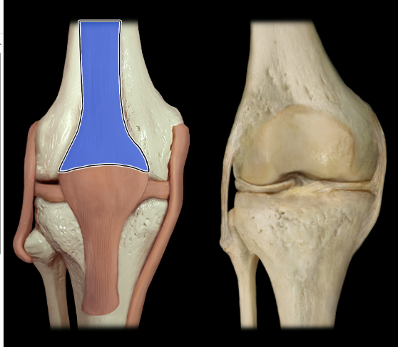 <p>anterior</p>