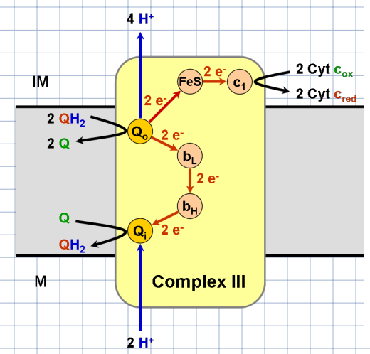 <p>Complex Three</p>
