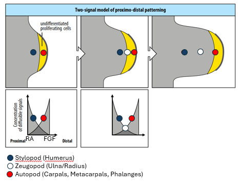 <p>proximal patterning by high RA vs distal patterning by high FGF</p>