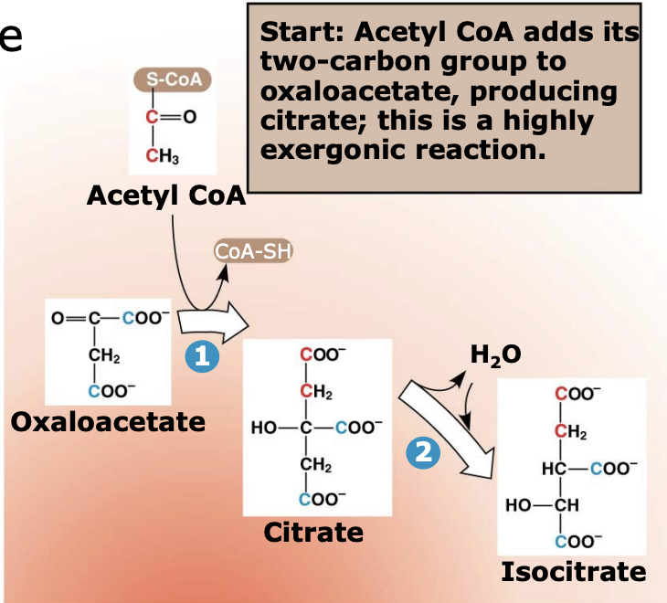 <p>This step is <strong>highly exergonic (ΔG ≈ −7.7)</strong> and essentially irreversible, helping drive the cycle forward. It is also the <strong>only step in the TCA cycle that forms a carbon-carbon (C-C) bond</strong>.</p>