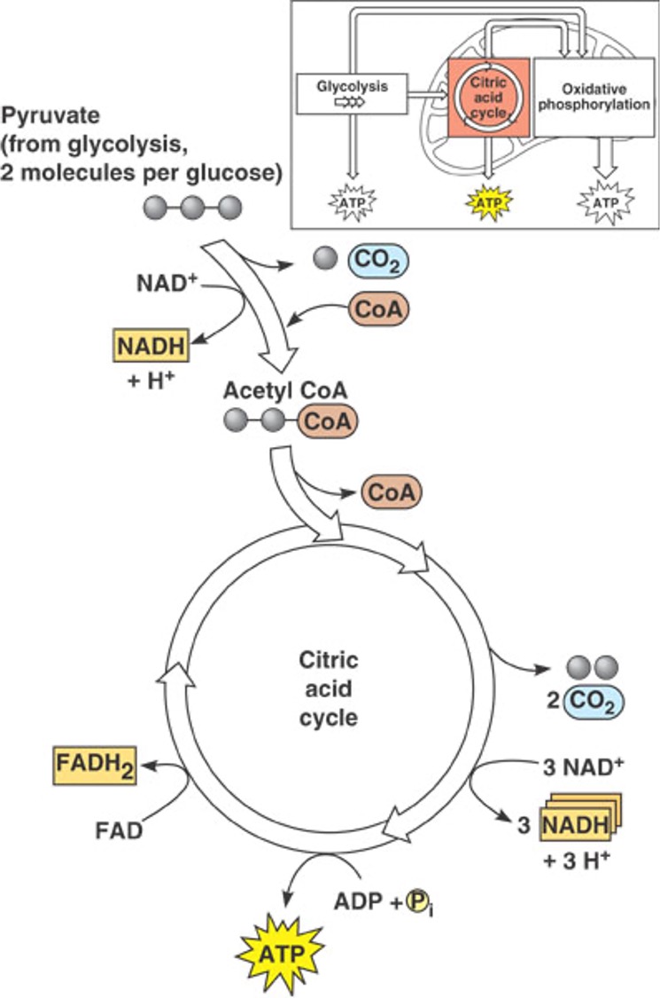 <p>3rd step of cell res</p><ul><li><p>completes breakdown of glucose in mitochondrial matrix, extracts most energy from glucose derivatives (Acetyl CoAs)</p></li><li><p>aka citric acid cycle</p></li><li><p>2x cycles (1 per Acetyl CoA, 2 per glucose molecule)</p></li><li><p>8 reactions per cycle</p></li><li><p>most energy still stored in electron carriers, lot’s of e- produced here (lots of reactions that release high energy electrons)</p></li><li><p>2 ATP produced</p></li></ul><p>in: Acetyl CoA, NAD+, FAD+, ADP</p><p>out: NADH, FADH, ATP, CO<sub>2</sub></p><p></p>