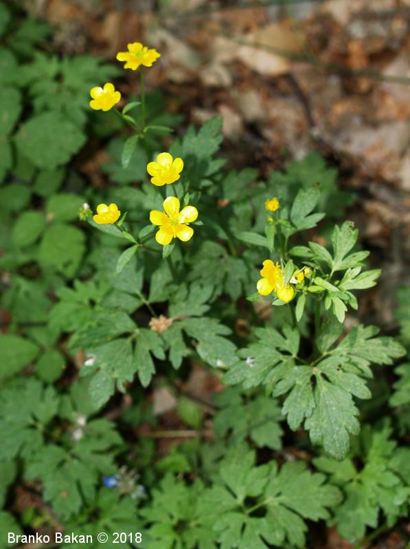 <p>Plazeča zlatica-Ranunculus repens</p>