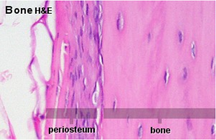 <p>what cells are these?</p>