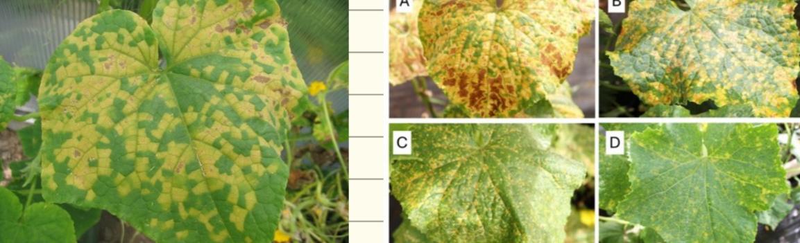 <p>Pseudoperonospora cubensis - plesen bučnic (rod Pseudoperonospora) </p>