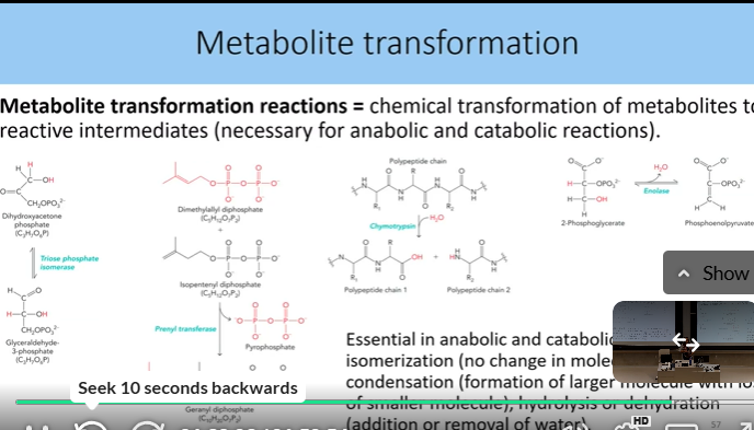 <p>chemical transf of metabolites to reactiove intermediates</p><ul><li><p>needed for anabolic and catabolic pathways like isomeration, condensation, hydrolysis oor dehydration</p></li></ul><p></p>