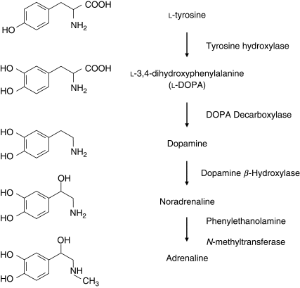 <p><strong>Process</strong>: Tyrosine → tyrosine hydroxylase turns it into L-DOPA → aromatic L-amino acid decarboxylase turns that into dopamine → DBH turns it into NE → phenylethanolamine and n-methyltransferase add a CH3 group → EPI </p><p><strong>Occurs in</strong>: Adrenal medulla (chromaffin cells) and CNS (neurons in the brainstem for use as NT) </p>