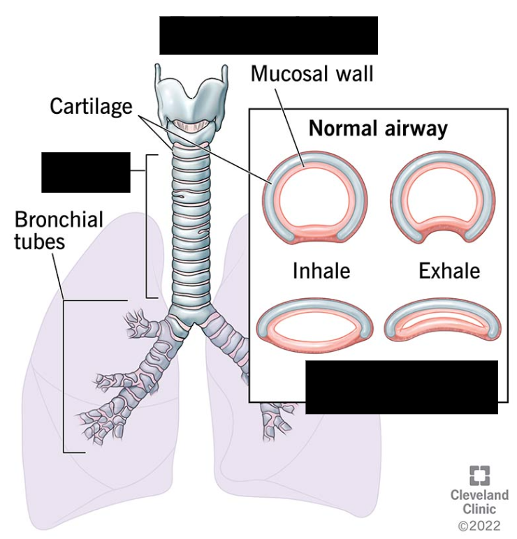<p><span style="background-color: transparent;">A tubular structure consisting of dense connective tissue and rings of hyaline cartilage. Lined with ciliated pseudostratified columnar epithelium with goblet cells. The epithelium moves substances toward the larynx and esophagus for swallowing.</span></p>