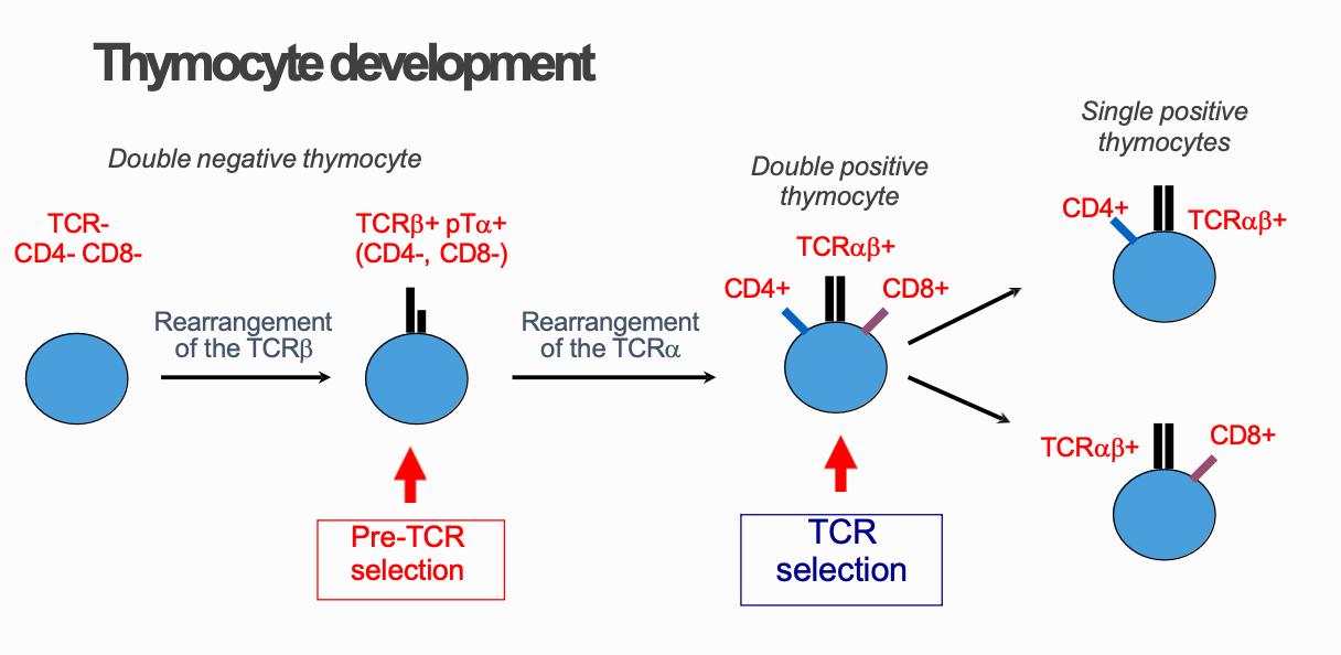 <p><span style="color: rgb(192, 227, 240);"><strong>Double - thymocyte stages: </strong></span>(The cell does not express CD4 or 8 co-receptors at this stage)</p><p></p><ol><li><p>At the beginning of T-cell development, the thymocyte is at the <strong>double-negative (DN) stage</strong>. It does not express either CD4 or CD8, so it is <strong>CD4⁻ CD8⁻</strong>. At this early stage, it also does not yet express a complete TCR.</p></li></ol><p></p><ol start="2"><li><p>The rearrangement of of the <span style="color: rgb(226, 251, 201);"><strong><u>TCR-Beta</u></strong></span><strong> </strong>begins</p></li></ol><p></p><ol start="3"><li><p>Once the <span style="color: rgb(220, 243, 191);"><strong><u>TCR-Beta</u></strong></span> successfully rearranged they get expressed on the surface of the thymocyte</p></li></ol><p></p><ol start="4"><li><p>There is no <span style="color: rgb(248, 200, 200);"><strong><u>alpha chain</u></strong></span> so it has to pair up with <span style="color: rgb(246, 205, 205);"><strong><u>surrogate alpha chain</u></strong></span> which is known as <span style="color: rgb(233, 205, 253);"><strong><u>pre-T alpha</u></strong></span></p></li></ol><p></p><ol start="5"><li><p>It then undergoes the <span style="color: rgb(236, 206, 250);"><strong><u>Pre-T alpha selection</u></strong></span>. <strong>Pre-TCR signaling (selection)</strong> causes several important changes:</p><ul><li><p><strong>Stop further rearrangement of the TCR β locus</strong> → <strong>allelic exclusion</strong></p></li><li><p><strong>Proliferation</strong> of the thymocyte</p></li><li><p><strong>Start rearrangement of the TCR α locus </strong>(note that rearrangement of the TCR-alpha locus causes deletion of the TCR-delta locus!)</p></li><li><p><strong>Shut off pre-Tα (pTα) transcription</strong></p></li><li><p><strong>Commitment to the αβ T-cell lineage</strong></p></li></ul></li></ol><p></p><ul><li><p>It is during this time the thymocyte decides whether it will become <span style="color: rgb(251, 202, 202);"><strong>Alpha</strong></span>-<span style="color: rgb(235, 248, 201);"><strong>Beta</strong></span> <strong>T cell</strong> or <span style="color: rgb(250, 253, 190);"><strong>Gamma</strong></span>-<span style="color: rgb(255, 159, 202);"><strong>Delta</strong></span> T cell. So for <strong><em>ex.</em></strong> if the <span style="color: rgb(243, 239, 197);"><strong>Gamma</strong></span>-<span style="color: rgb(250, 160, 209);"><strong>Delta</strong></span> signaling is successful it will switch off the <span style="color: rgb(228, 255, 197);"><strong>Beta</strong></span>-<span style="color: rgb(254, 213, 213);"><strong>Alpha</strong></span> chain rearrangement and then it commit to <span style="color: rgb(248, 238, 198);"><strong>Gamma</strong></span>-<span style="color: rgb(248, 159, 210);"><strong>Delta</strong></span> T cell.</p></li></ul><p></p><p>(The rearrangement of γ, δ, and β genes begins at roughly the same time. Because of this, a developing thymocyte may temporarily express both a γδ TCR and a pre-TCR before the developmental pathway is determined).</p><p></p><p><span style="color: rgb(167, 246, 137);"><strong>Double Positive stage: </strong></span>(They express CD4 and CD8 co-receptors)</p><p></p><ol start="6"><li><p>Upregulation of CD4 and CD8 and becomes double+ thymocyte</p></li></ol><p></p><ol start="7"><li><p>The selection of the TCR (positive and negative selection)</p></li></ol><p></p><ol start="8"><li><p>The cell either becomes CD4 or CD8 after the selection (naive cells)(<strong><u>Single positive thymocyte stage</u></strong>)</p></li></ol><p></p><ol start="9"><li><p>Single positive thymocytes mature to resting naive T cells that are exported to the periphery, ready to be activated by foreign peptide + self MHC</p></li></ol><p></p>