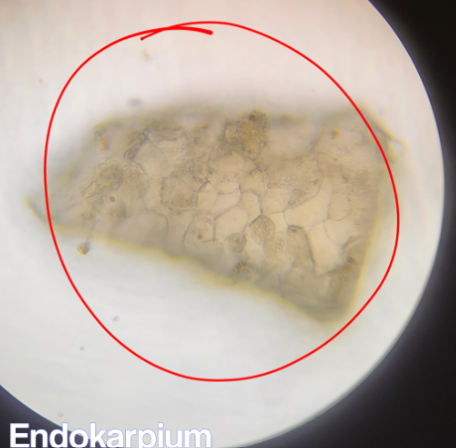 <p>Buah Kapulaga — Amomum compactum — Amomi compacti fructus</p>
