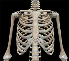 <ul><li><p>rib</p></li><li><p>rib cage</p></li></ul><p></p>