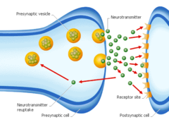 <p>chemical messengers that cross the synaptic gaps between neurons </p><p>when released by the sending neuron, neurotransmitters travel across the snaps and bind to receptor sites on the receiving neuron, thereby influencing where that neuron will generate a neural impulse</p>