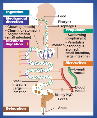 <ol><li><p>ingestion</p></li><li><p>propulsion</p></li><li><p>mechanical digestion</p></li><li><p>chemical digestion</p></li><li><p>absorption</p></li><li><p>defecation</p></li></ol><p></p>