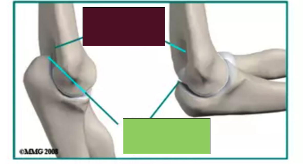 <p>the large, thick, curved bony prominence at the proximal (upper) end of the <strong>ulna</strong> that forms the "point" or tip of the elbow</p>