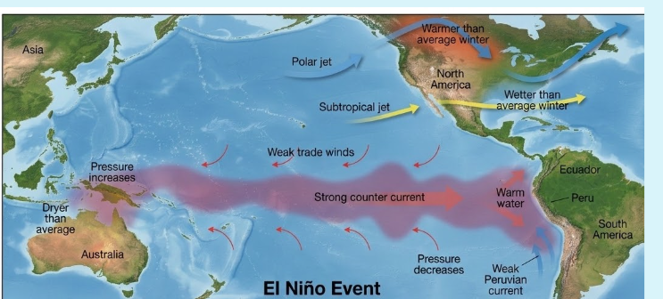 <ul><li><p>Trade winds weaken </p></li><li><p>Warm surface water shifts eastward </p></li><li><p>Upwelling decreases </p></li><li><p>The eastern Pacific become warmer than normal </p></li><li><p>Rising air and rainfall shift toward the central and eastern Pacific </p></li></ul><p></p><p></p>
