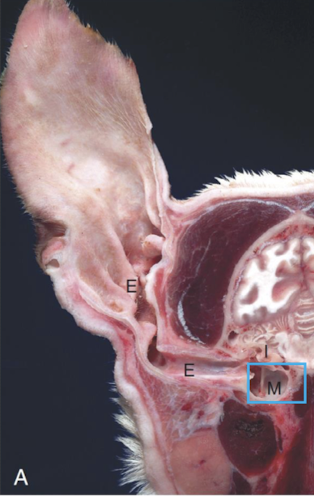 <ul><li><p><strong>Septum bulla</strong></p><ul><li><p>Thin bony septum partially dividing the tympanic cavity</p></li></ul></li><li><p><strong>Cats</strong></p><ul><li><p>“Complete” septum</p></li><li><p>Dorsolateral and ventromedial compartments</p></li></ul></li><li><p><strong>Dogs</strong></p><ul><li><p>Incomplete septum</p></li><li><p>Single cavity</p></li></ul></li><li><p><strong>Bovids, goats, camelids</strong></p><ul><li><p>Septate</p></li><li><p>Multiple compartments</p></li></ul></li><li><p><strong>Horses</strong></p><ul><li><p>No prominent septum</p></li></ul></li><li><p><strong>Mucoperiosteum</strong></p><ul><li><p>Fused mucosa and periosteal lining of the bony middle ear surfaces</p></li></ul></li></ul><p></p>
