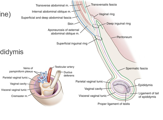 <p><span>●Testis</span></p><p><span>●Spermatic fascia (green line)</span></p><p><span>●Parietal vaginal tunic</span></p><p><span>●Visceral vaginal tunic</span></p><p><span>●Epididymis</span></p><p><span>●Ligament of the tail of epididymis</span></p><p><span>●Cremaster</span></p><p><span>●Ductus deferens</span></p><p><span>●Testicular a. and <br>pampiniform plexus</span></p>