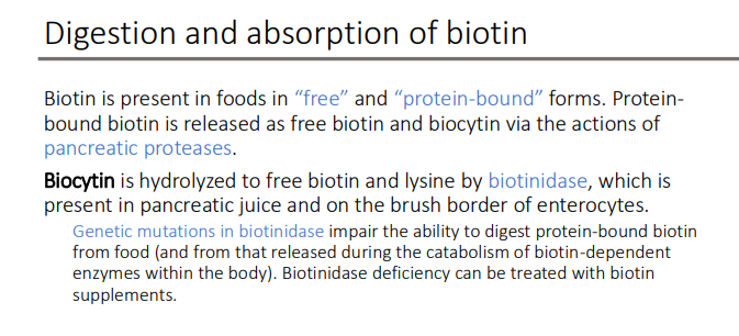 <p>protein-bound biotin from food (and from that released during the catabolism of biotin-dependent enzymes within the body).</p><ul><li><p> Biotinidase deficiency can be treated with biotin supplements</p></li></ul><p></p>