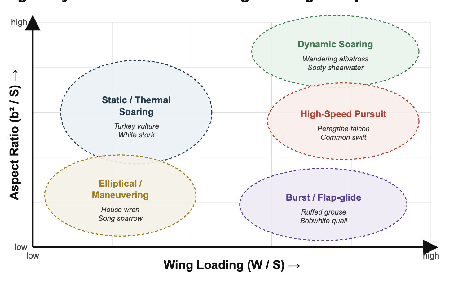<p><strong>Low wing loading:</strong> Less weight per wing area; easier to stay aloft.</p><p><strong>High wing loading:</strong> More weight per wing area; favors fast flight.</p><p><strong>Low aspect ratio:</strong> Short, broad wings; maneuvering and burst flight.</p><p><strong>High aspect ratio:</strong> Long, narrow wings; efficient soaring and gliding.</p><p></p>