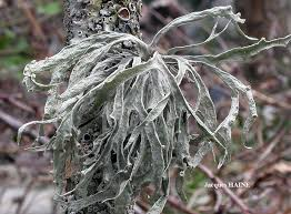 <p>odd:</p><p>podod:</p><p>tr:</p><p>rad:</p><p>druh:</p>