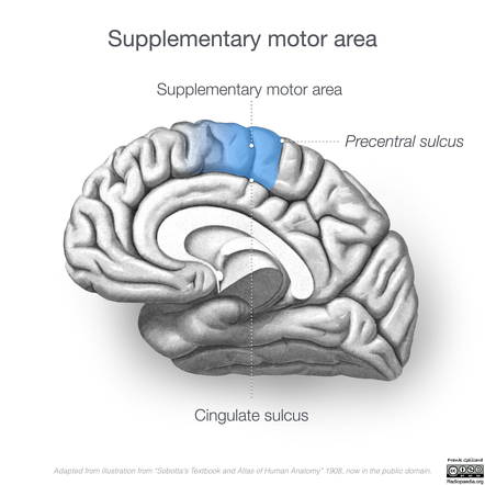<p><span>What is the premotor (secondary motor) cortex?</span></p>