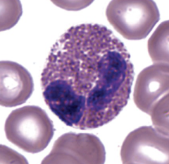 <p>which part of blood cells are shown?</p>