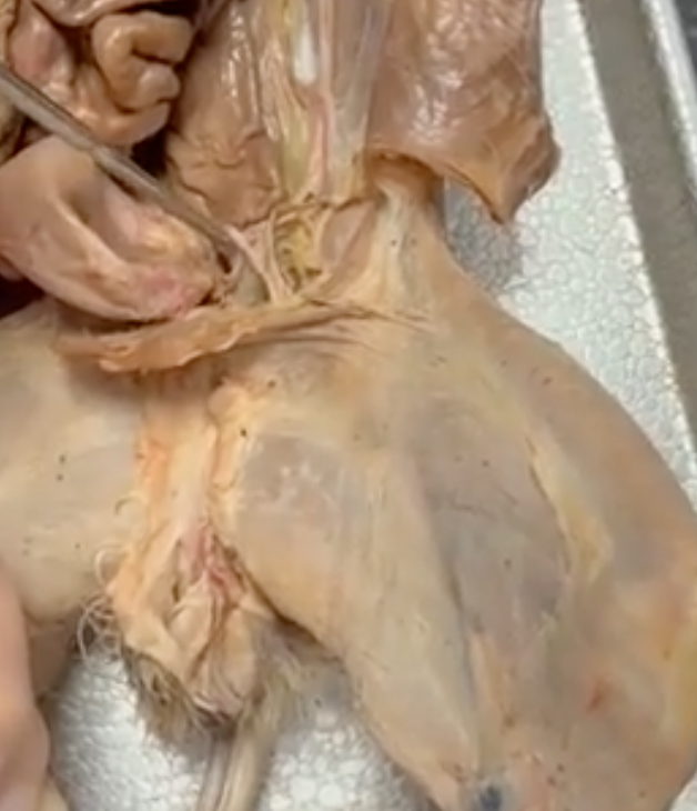 <p>what is prong touching</p>