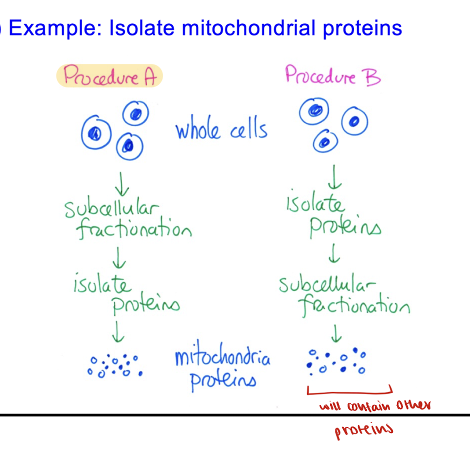<p>procedure A, as procedure B will contain other proteins </p>