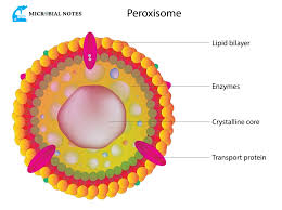 <p>peroxisome characteristics and functions</p>