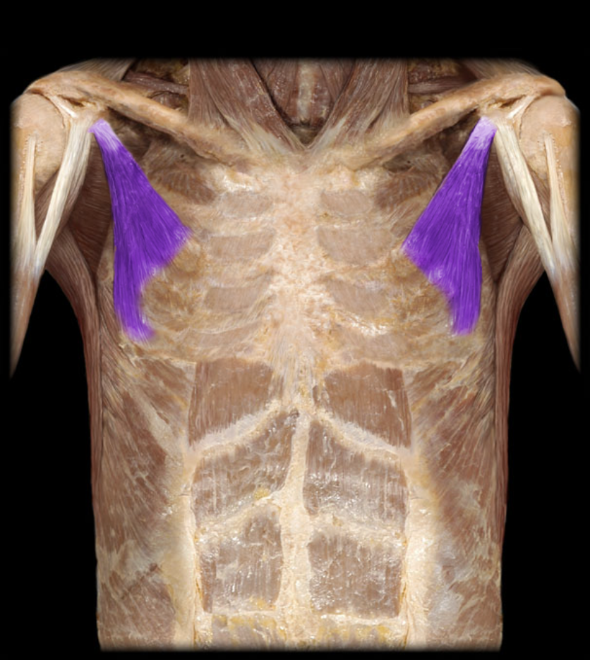 <p>Identification.</p>