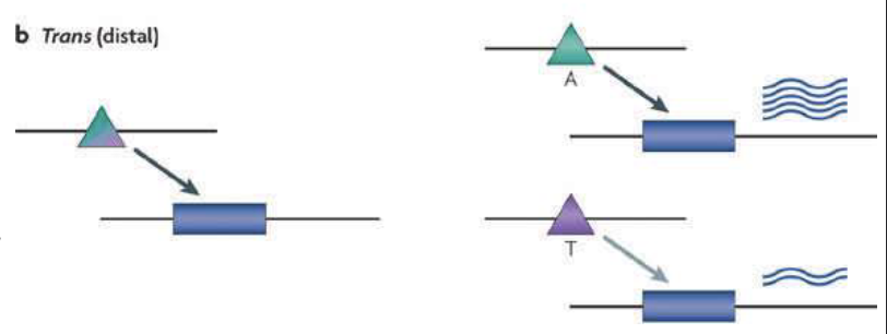 <p><span style="color: rgb(255, 255, 255);">Trans-regulatory sequences (enhancer)</span></p>