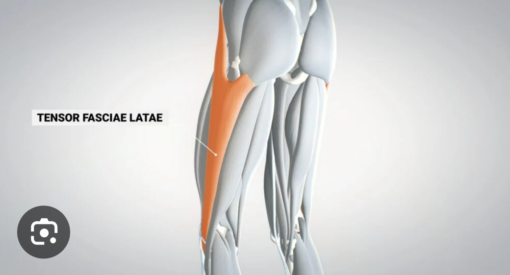 <p>muscle of the lateral comparment</p>