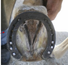 <p>what kind of shoe is this</p>