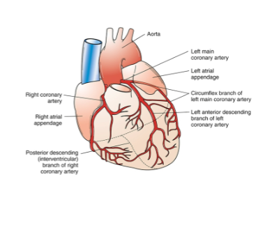 <p>The Coronary Arteries</p><p> The blood supply of the heart muscle is provided by the coronary arteries</p><p>1. Right coronary artery</p><p>2. Left circumflex artery</p><p>3. Left anterior descending</p>