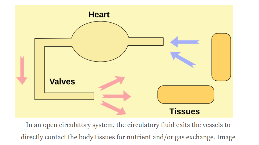 <p>circulatory fluid, called hemolymph (blood), is pumped by the heart through vessels and exits the vessels into a body cavity where it directly bathes the organs directly for nutrients and/or gas exchange- the circulatory fluid <em>is</em> the interstitial fluid</p><ul><li><p>heart has arteries but no veins</p></li><li><p>may or may not exchange oxygen; has oxygen-carrying pigment but not contained within cells- free in the hemolymph</p></li><li><p>low pressure = less energy cost </p></li><li><p>common among invertebrates, including arthropods and most mollusks</p></li><li><p>no oxygen exchange in insect circulatory system </p></li></ul><p></p>