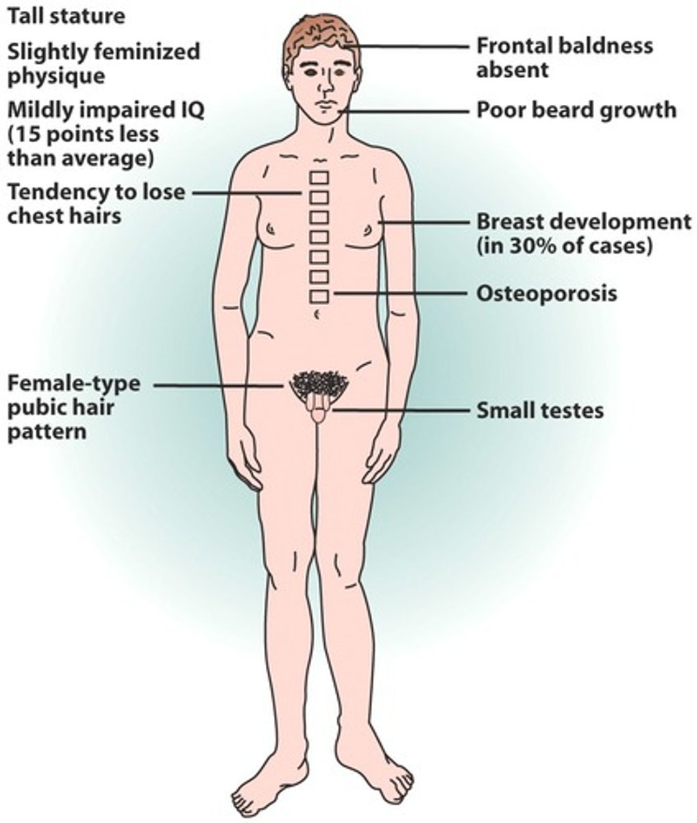 <p>males with XXY sex chromosomes,</p>