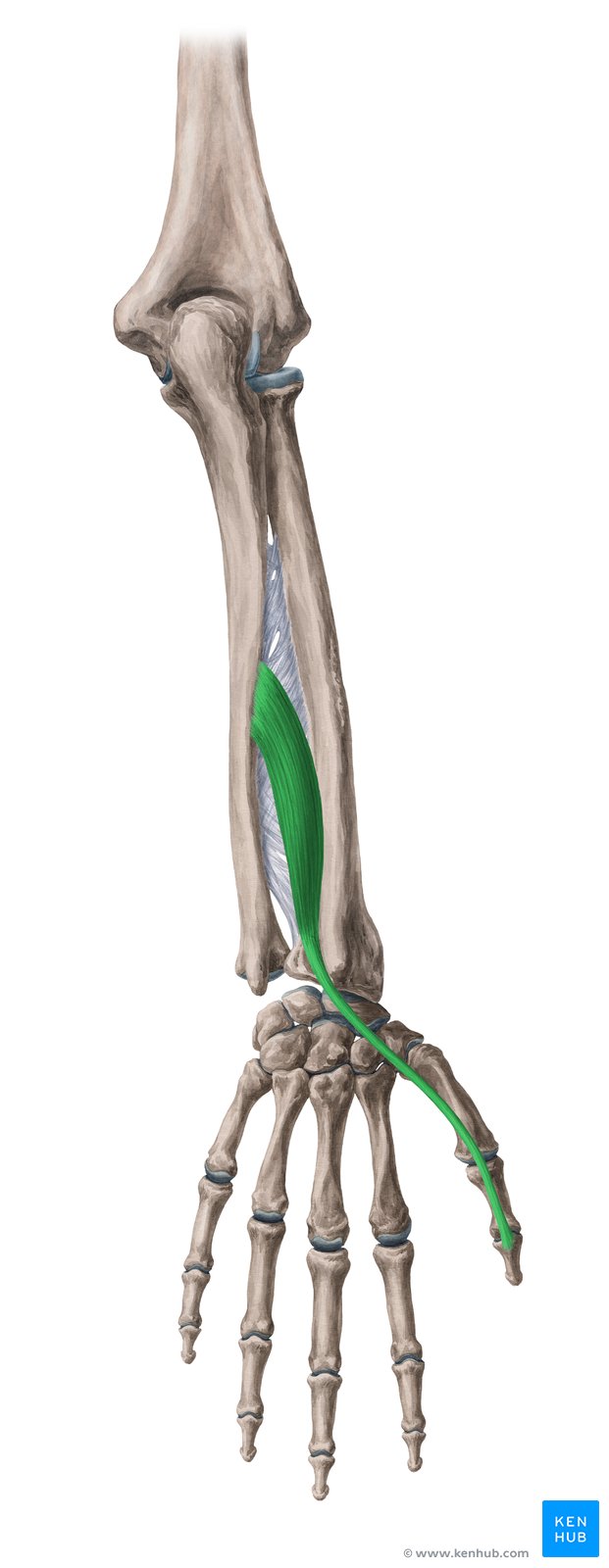 <p><span>M. extensor pollicis longus</span></p><p><span>Ursprung, Ansatz, Funktion</span></p>