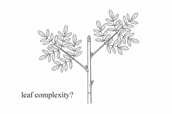 <p>A twice-pinnate leaf that ends with a single terminal leaflet.</p>