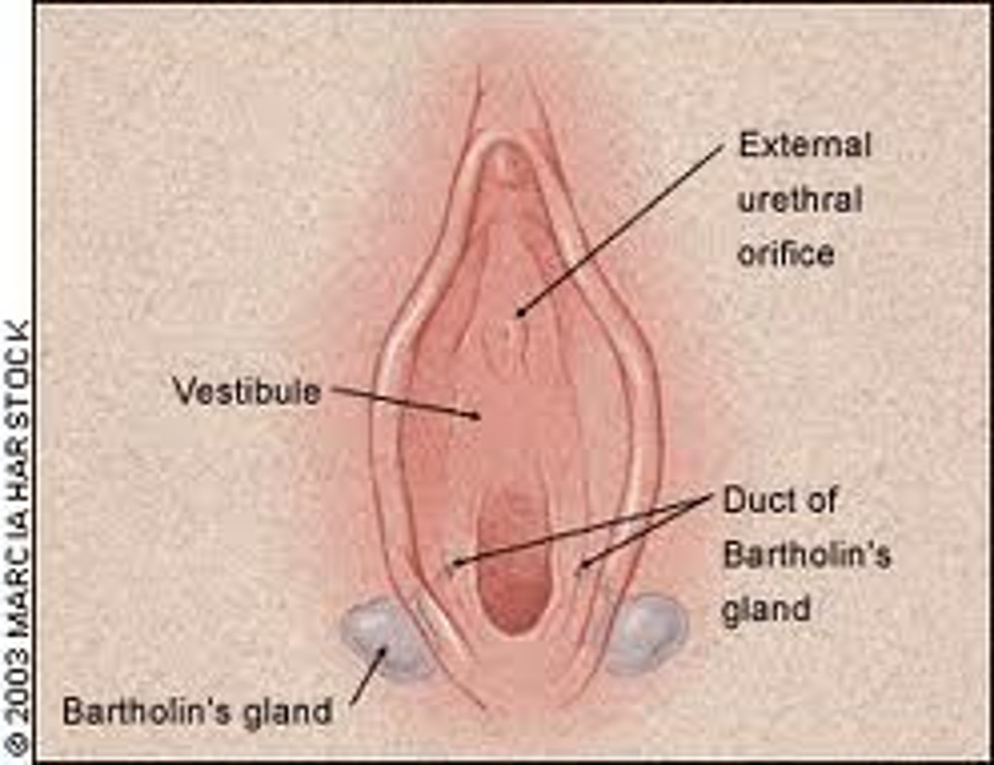 <p>small mucus-secreting exocrine glands at the vaginal orifice (opening to the outside of the body)</p>