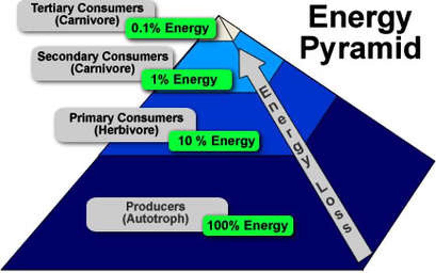 <p>when energy is passed in an ecosystem from one trophic level to the next, only about 10% of the energy is passed on and stored as biomass.</p><p>The remaining 90% is lost as metabolic heat, respiration, and undigested waste</p>